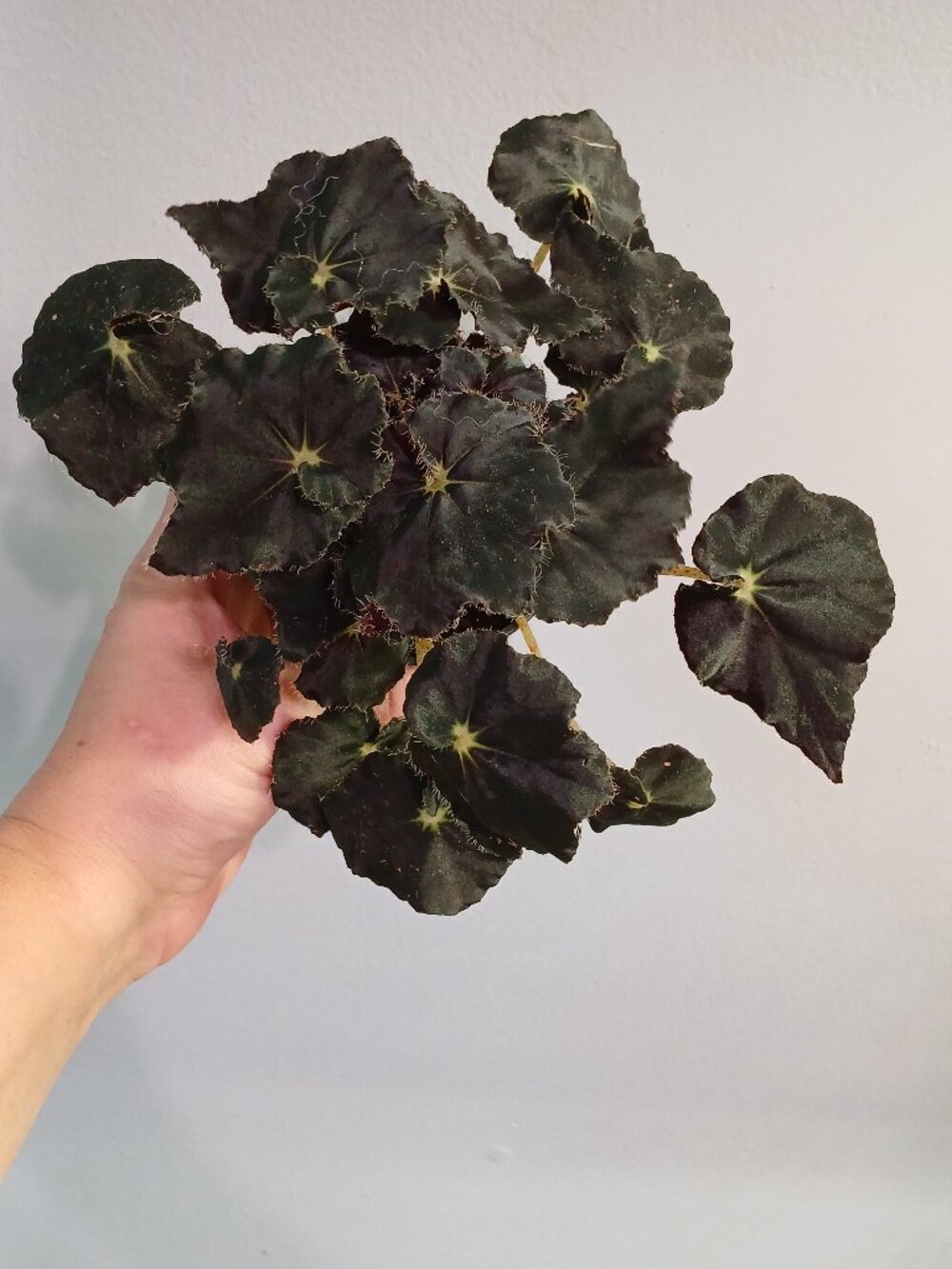 Begonia Spirit of Zanzibar